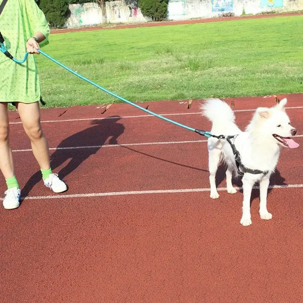 Training Leash